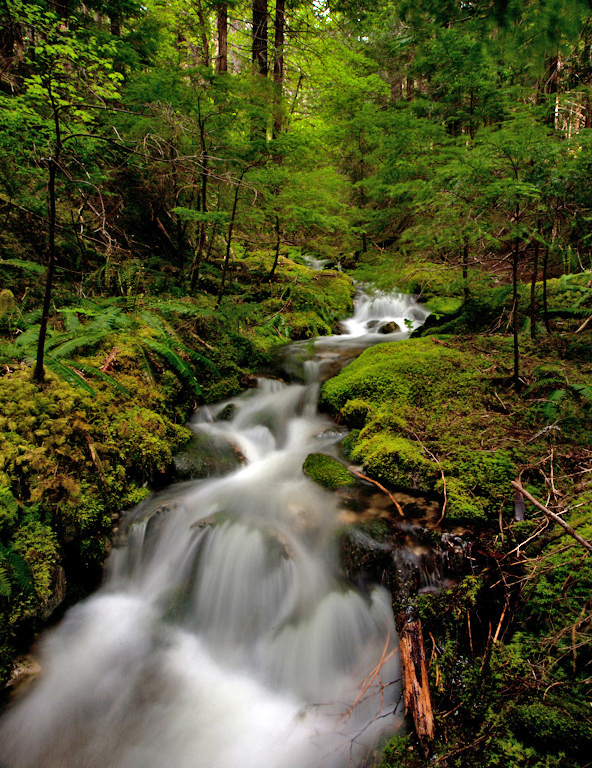 Serene Forest Water Creek Flow